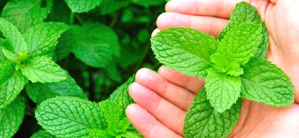 5 Best Mint Companion Plants for a Successful Container Garden - Eat ...