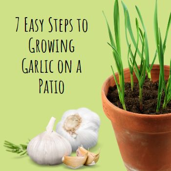 Garlic growing in small pots in a compact garden space