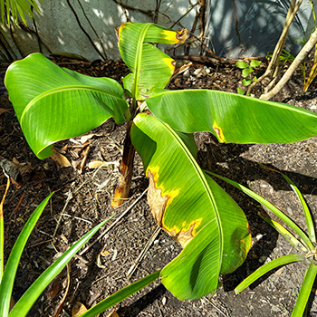 10 best banana tree plant varieties and essential plant care tips - Eat ...